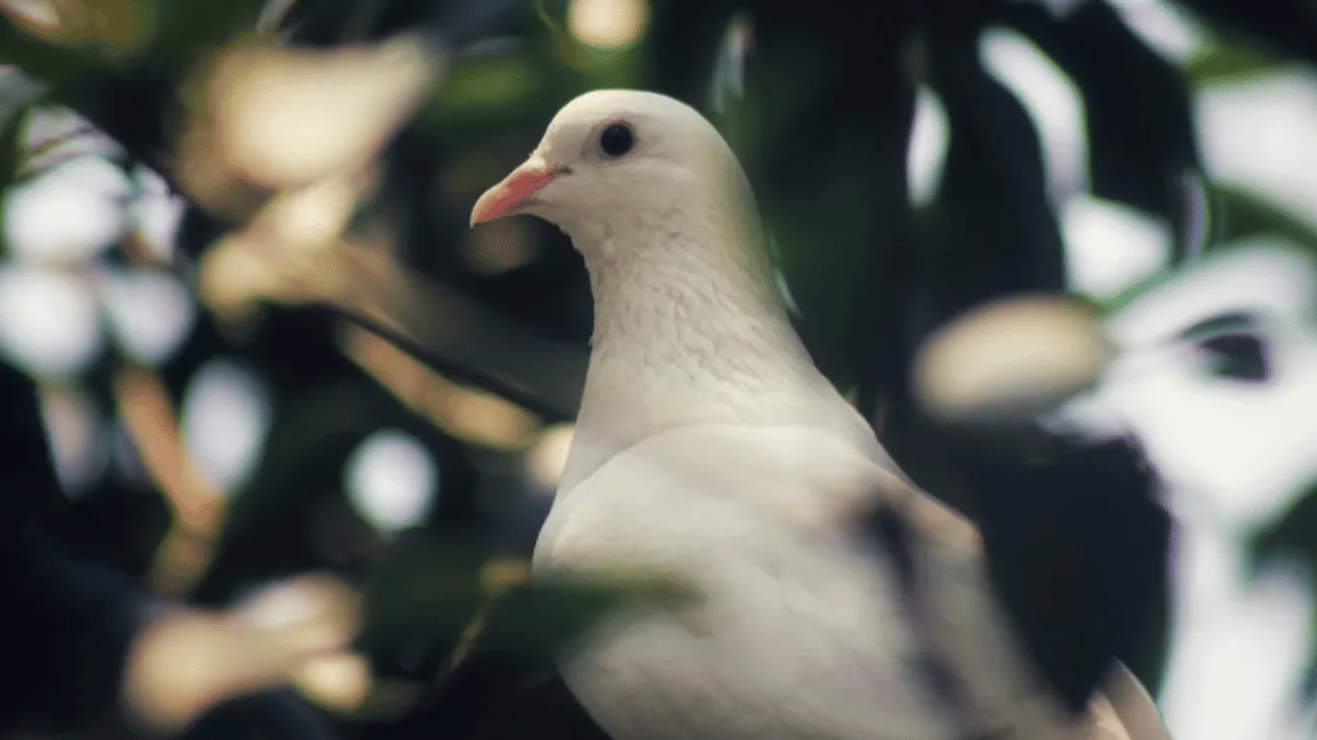 chhattisgarh-viral-video-pigeon-released-by-sp-fails-to-fly-on-independence-day-officer-demands-action-internet-recalls-panchayat-3